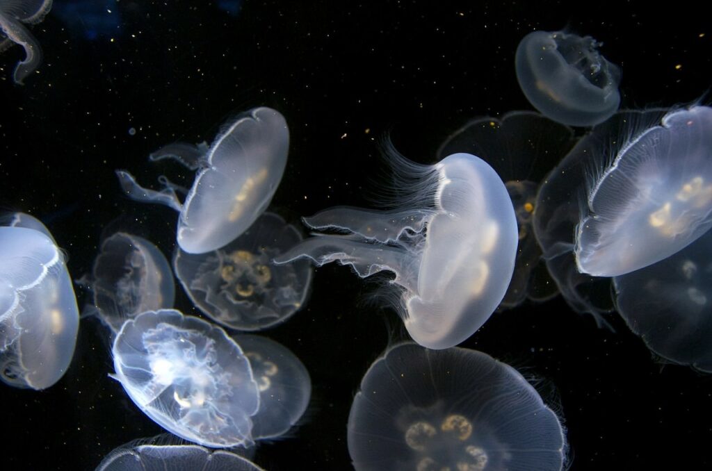 Jellyfish