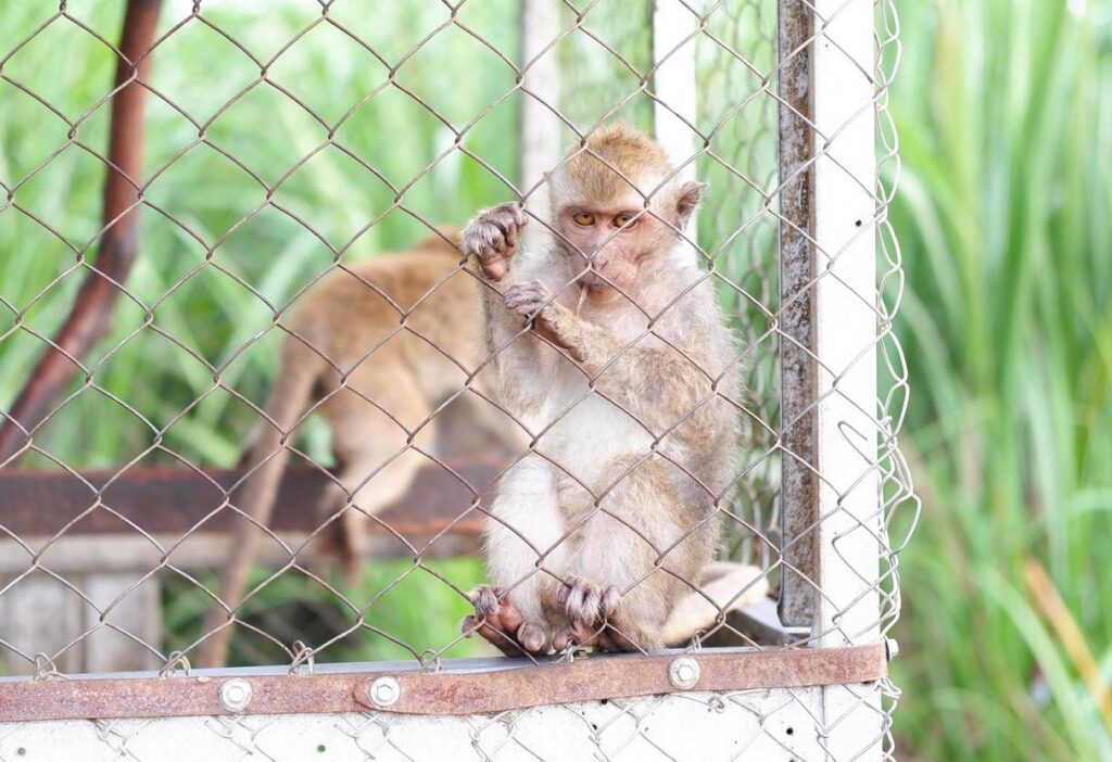 monkey Moris Monkey