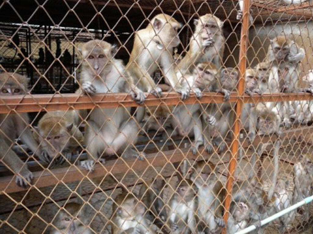 monkeysexperiments Moris Monkey